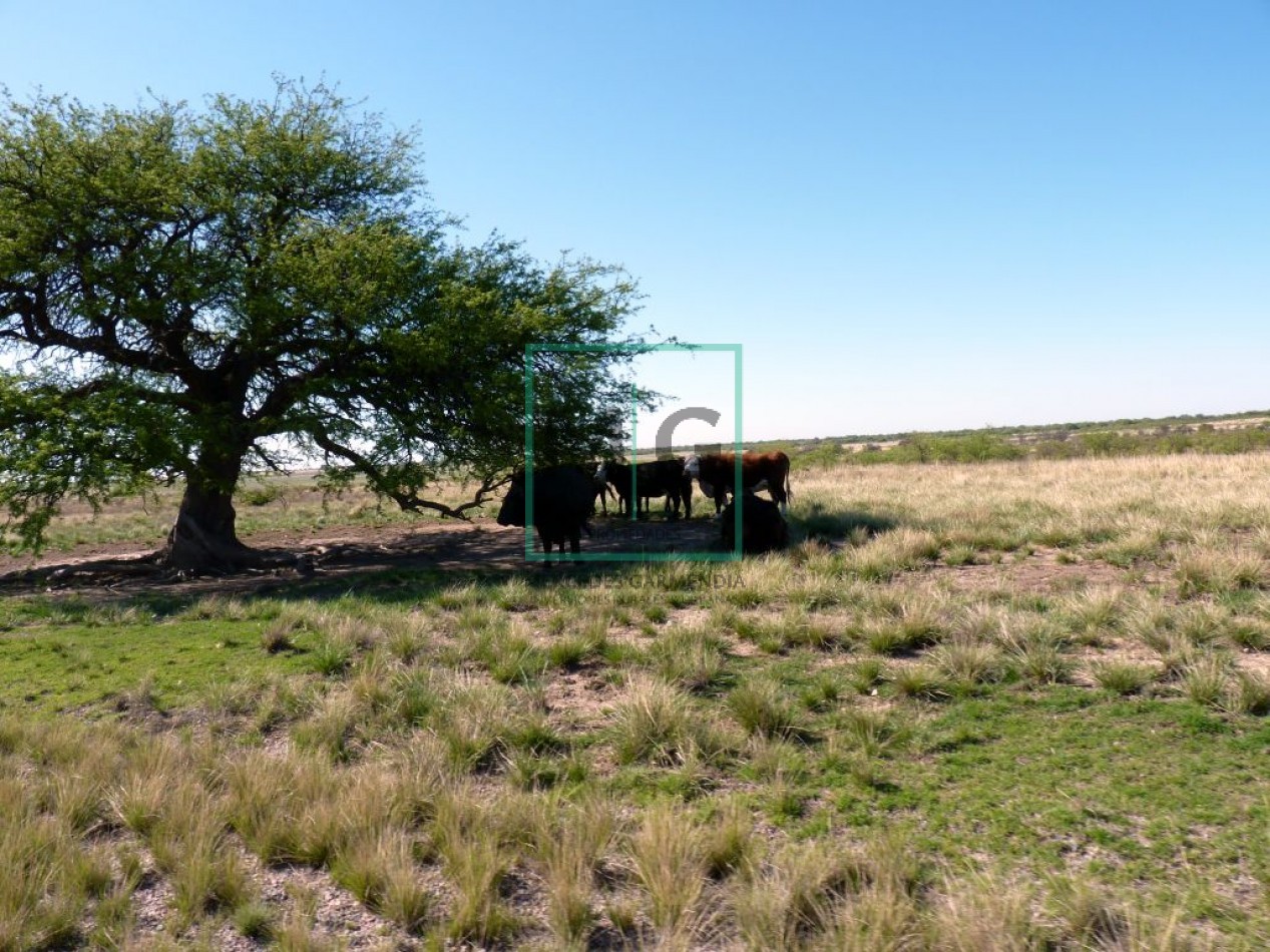 6.200 Has campo de Cria sobre ruta asfalto  HUCAL- LAPAMPA